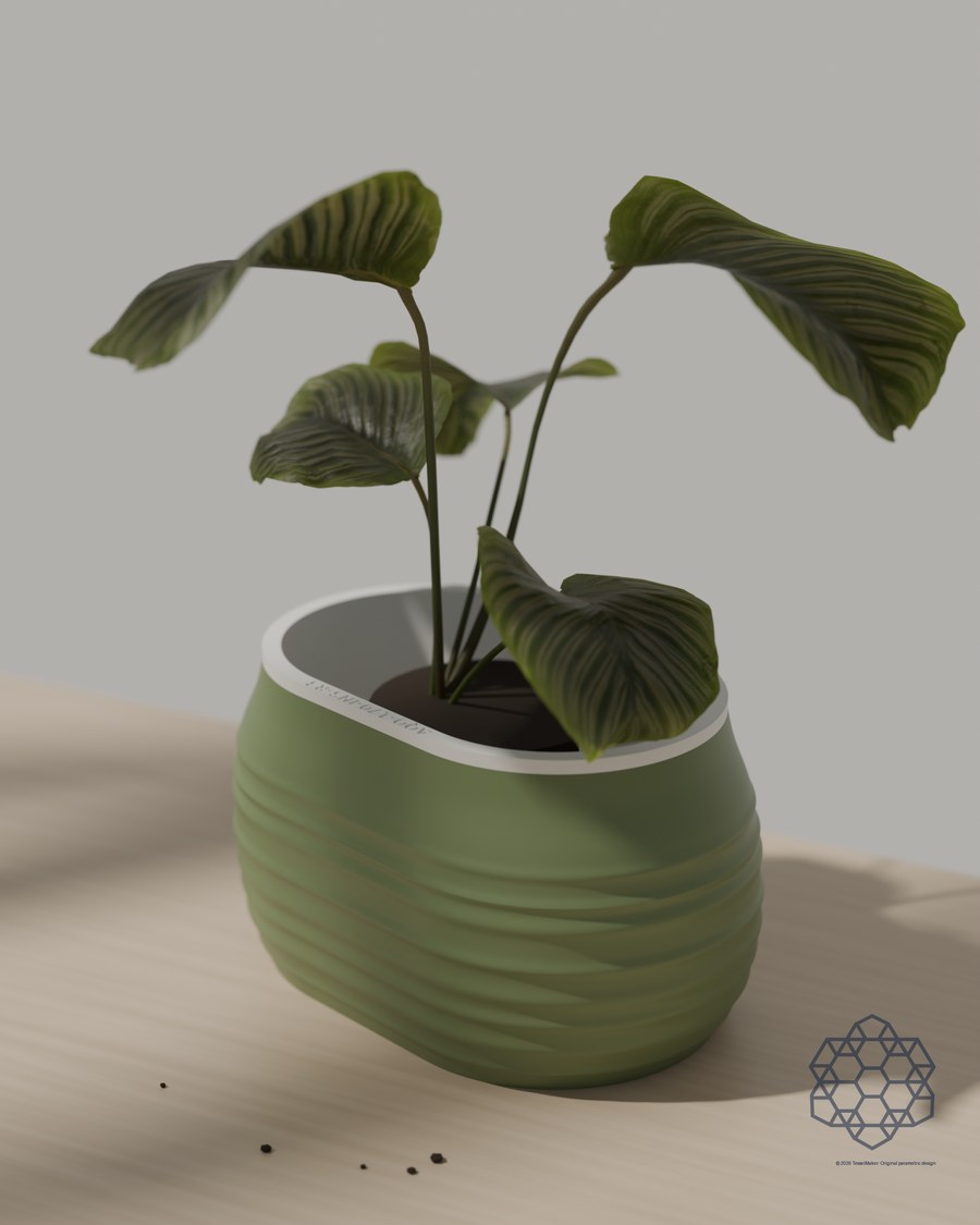 Aquaoval oblong self-watering planter in matcha green with a calathea plant, on a sunlit wooden table.